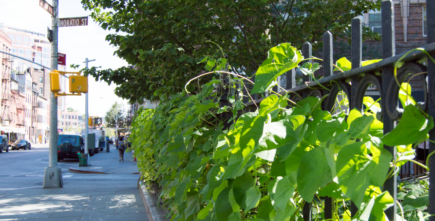Vines growing on the fence at Horatio Street