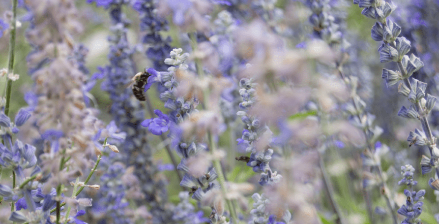 A bee on violet flowers.